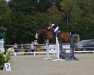 jumper Seestern Dree Boeken (Hanoverian, 2013, from Stakkato Gold)