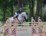 jumper Laszlo 87 (Hanoverian, 2012, from Levisonn 208 FIN)