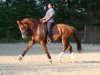 dressage horse Willi Snoops (Westphalian, 2002, from Wolkenstein II)