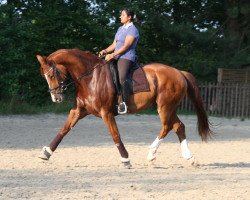 dressage horse Willi Snoops (Westphalian, 2002, from Wolkenstein II)