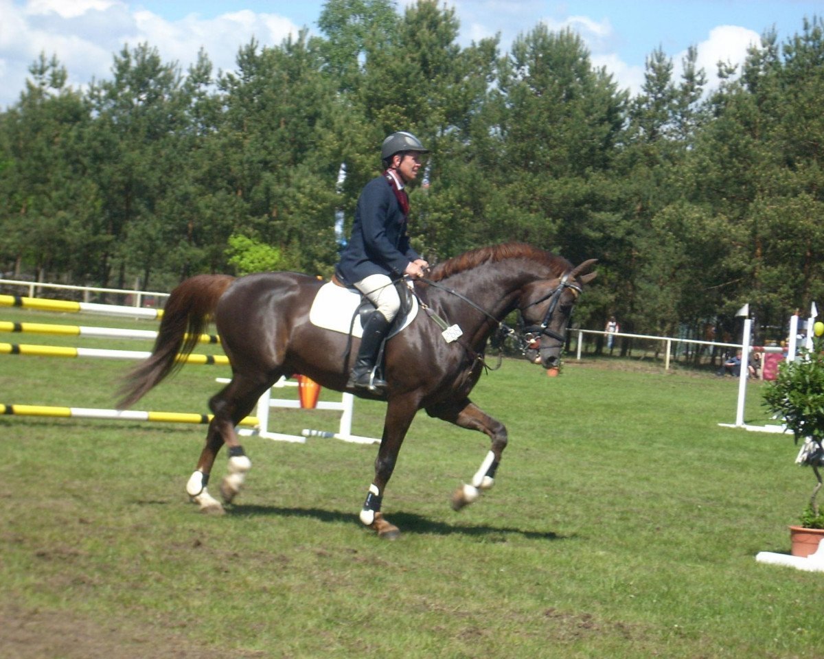 Deckhengst Limasol (Deutsches Sportpferd, 2003, von Limes)