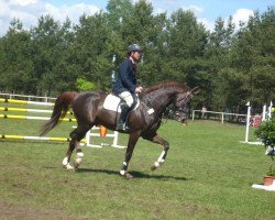 stallion Limasol (German Sport Horse, 2003, from Limes)