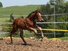 jumper Chadna Vom Wellberg (Swiss Warmblood, 2011, from Cellestial)