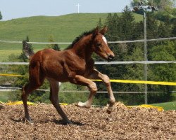 jumper Chadna Vom Wellberg (Swiss Warmblood, 2011, from Cellestial)