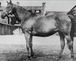 broodmare Relance xx (Thoroughbred, 1952, from Relic xx)