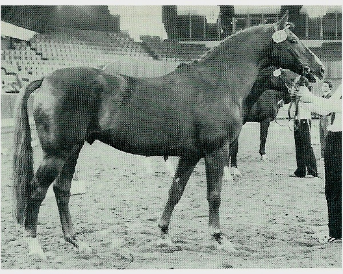 stallion Paradox II (Westphalian, 1970, from Papayer xx 1565)