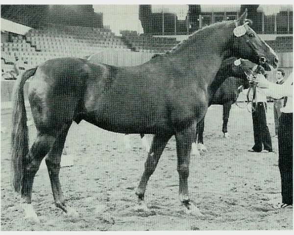 stallion Paradox II (Westphalian, 1970, from Papayer xx)