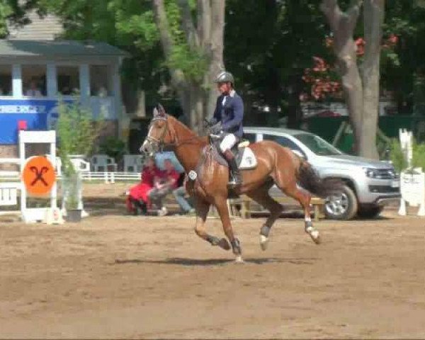 jumper Gesko 3 (Saxony-Anhaltiner, 2005, from Epsom Gesmeray)