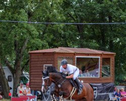 jumper Campino 422 (German Sport Horse, 2008, from Helenenhof's Carabas)