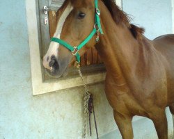 broodmare Doremi (Bavarian, 2005, from Florestano)