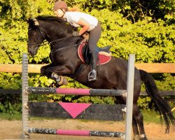 jumper Baron (New Forest Pony, 1999, from Nieuwmoeds Patrick)