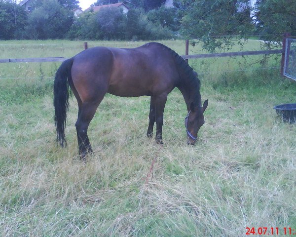horse Witcher (Hanoverian, 2006, from Wentrup)