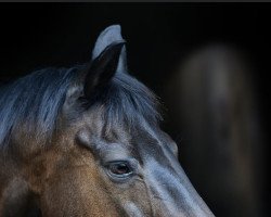 broodmare Petite Fleure (Trakehner, 1990, from Heuriger)