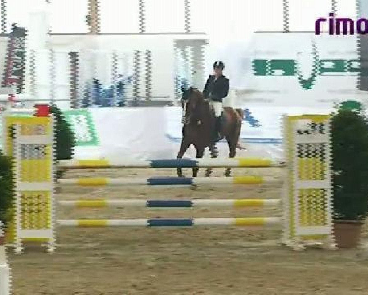 Springpferd Lord Lennard N (Westfale, 2002, von Lupicor)