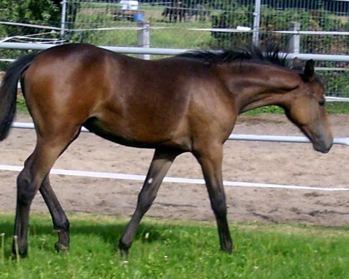 broodmare Quiry (German Sport Horse, 2011, from Quadroneur)