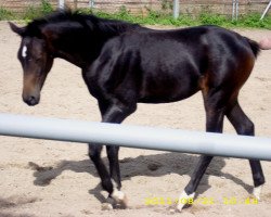 dressage horse Queen's Quintina (German Sport Horse, 2011, from Quadroneur)