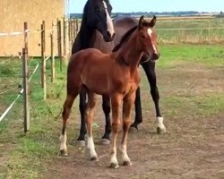 jumper Balerina du Rouet (Hungarian Warmblood, 2022, from Contact du Rouet)