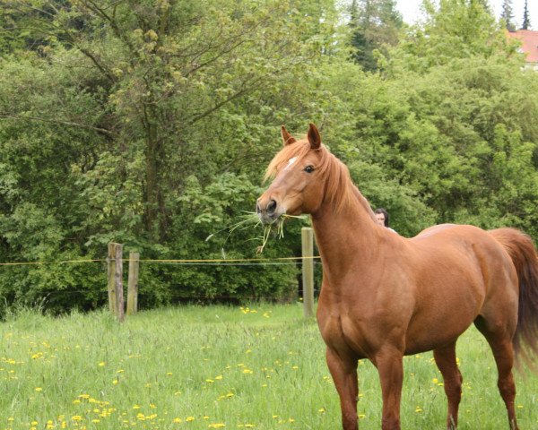 Pferd Piccolina (Westfale, 1995, von Parforce)