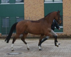 dressage horse Shakespeare 74 (Oldenburg, 2006, from Samarant)