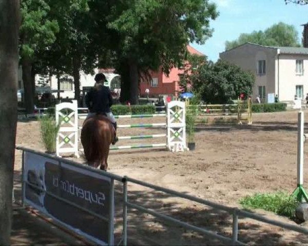 stallion Baccara (Hanoverian, 2005, from Balou du Rouet)