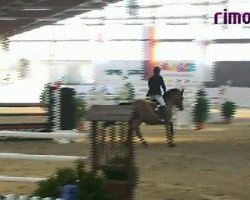 stallion Camerad (German Sport Horse, 1999, from Consens)