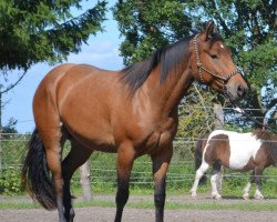 broodmare Dakota Sunrise (Quarter Pony, 2008, from Titan Sackett)