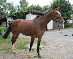 broodmare Lousita (Westphalian, 1999, from Lamoureux I)