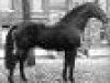 broodmare Zarona II (Holsteiner, 1985, from Silvester)