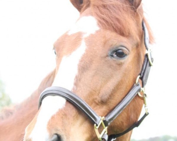 broodmare Madonna (Hanoverian, 1994, from Mont du Cantal AA)