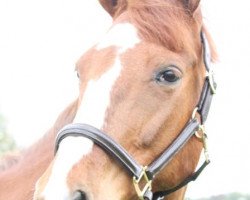 broodmare Madonna (Hanoverian, 1994, from Mont du Cantal AA)