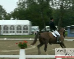 dressage horse Mister Bean 17 (Westphalian, 2005, from Montmartre)