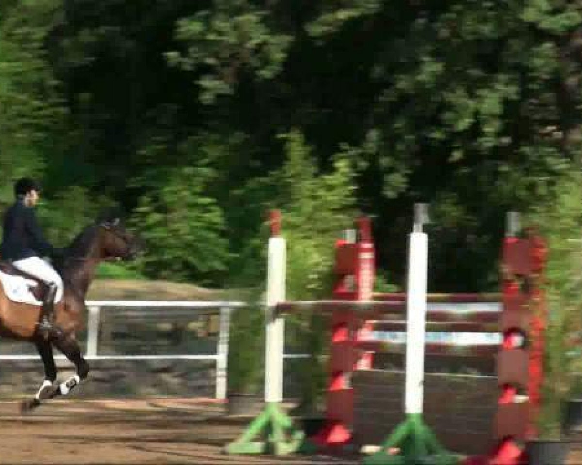 Deckhengst Lew (Westfale, 2002, von Lancer III)