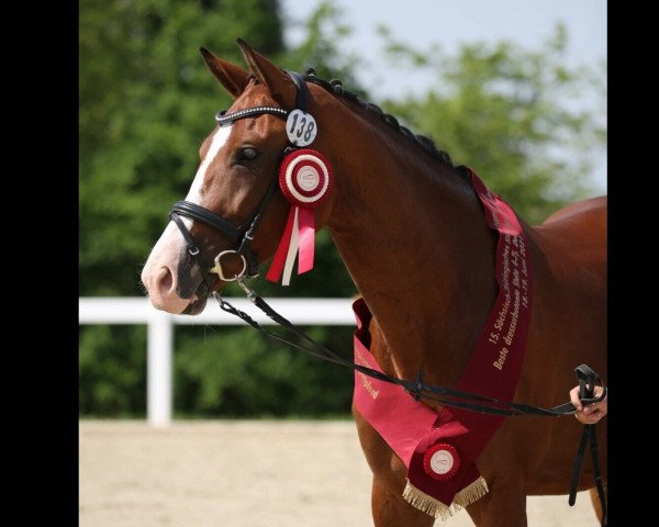 broodmare Orlanda (German Sport Horse, 2016, from Quaterback)