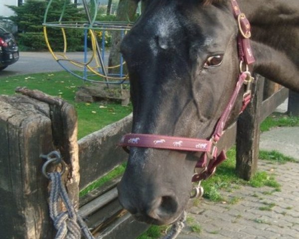 broodmare Dokaried (Trakehner, 1982, from Santiago)