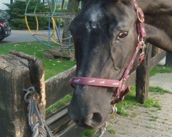 Zuchtstute Dokaried (Trakehner, 1982, von Santiago)