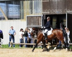 Pferd Vincent (Schweres Warmblut, 1995, von Valerius Mo 1478)