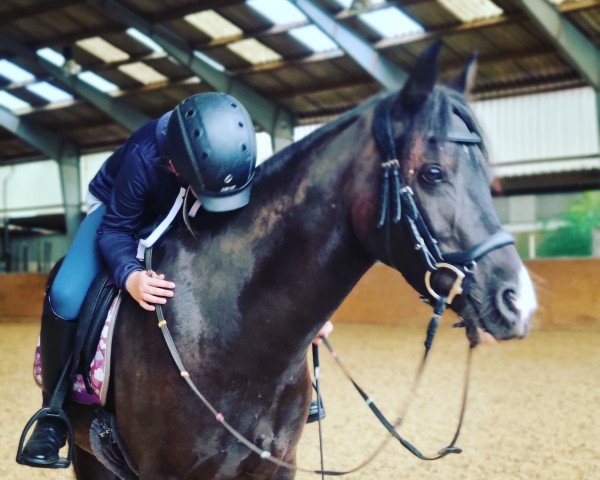 dressage horse Midnight Shadow (Welsh Partbred, 2017)