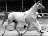 broodmare Worms (Hanoverian, 1960, from Wohlan)
