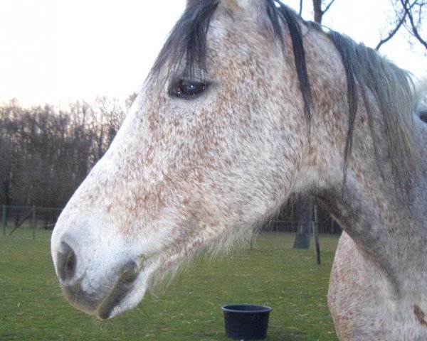 broodmare Landlady (Zweibrücken, 2003, from Limited Edition)