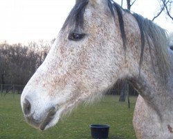 broodmare Landlady (Zweibrücken, 2003, from Limited Edition)