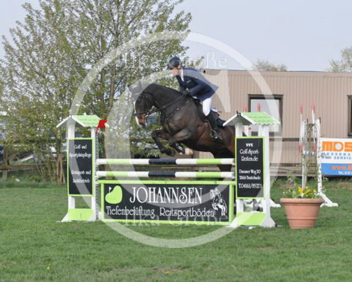 jumper Canley Vale PKB (Holsteiner, 2003, from Caretino)