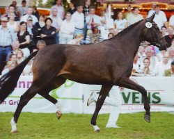 broodmare Auguste Victoria 2 (Oldenburg, 2005, from Sandro Hit)