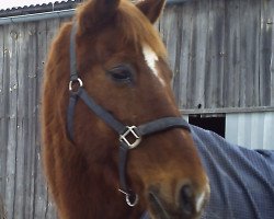 horse Rockefeller (Hessian Warmblood, 1990, from Rasant)