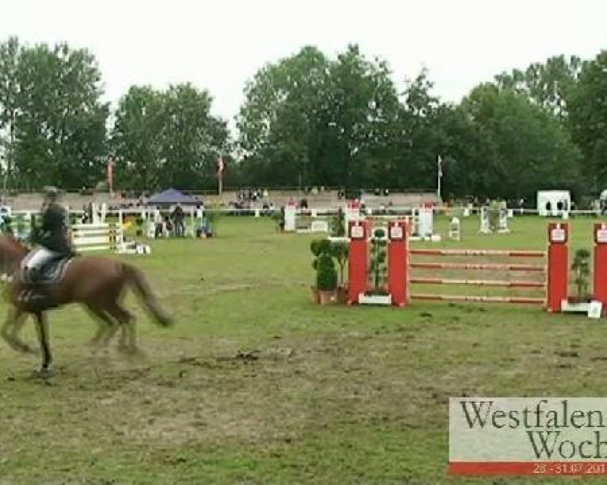 Springpferd Waikiki R (Westfale, 2002, von Waitaki 31)