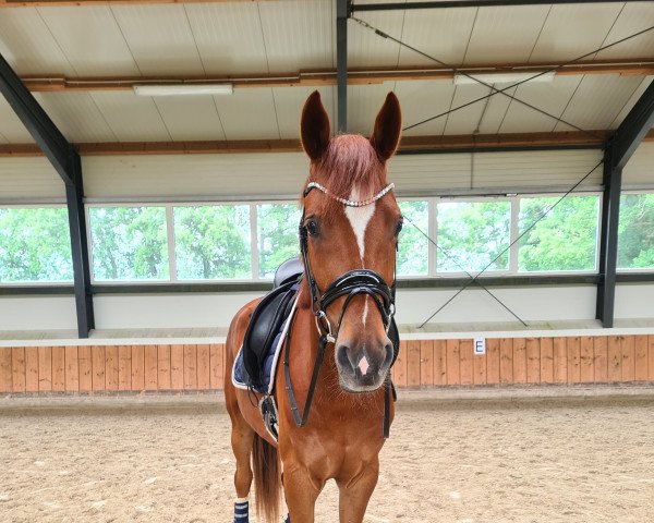 dressage horse Ludwig der XIV (Hanoverian, 2018, from Livaldon)