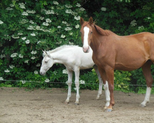 horse Hugo (German Warmblood, 2021, from Jesko)