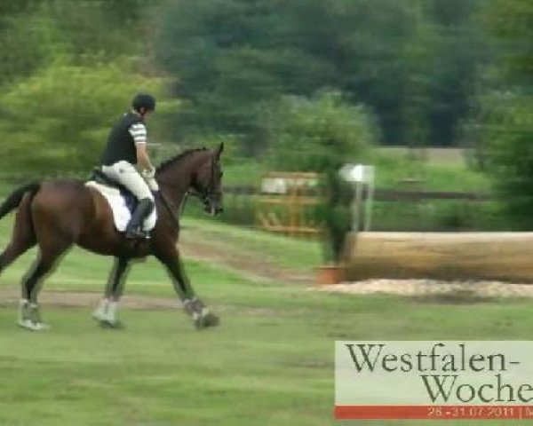 eventing horse Ebella R (Westphalian, 2005, from Ehrentusch)