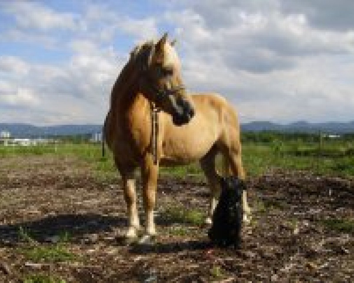 Deckhengst Wildano (Haflinger, 1999, von Wildfürst)