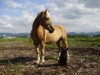 stallion Wildano (Haflinger, 1999, from Wildfürst)