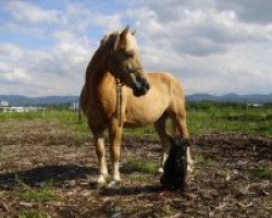 stallion Wildano (Haflinger, 1999, from Wildfürst)